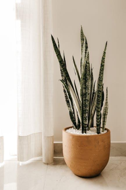 Indoor Plants for Cleaner Air